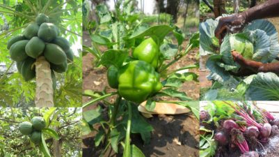 wp-1476785788377 image